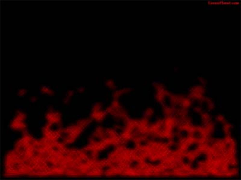 SaversPlanet Flame Screensaver 3.2 (Freeware 0.57Mb)